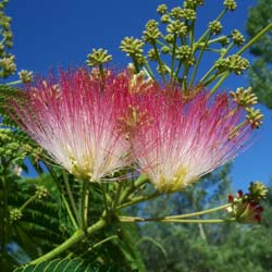 Silk tree 'Ombrella'